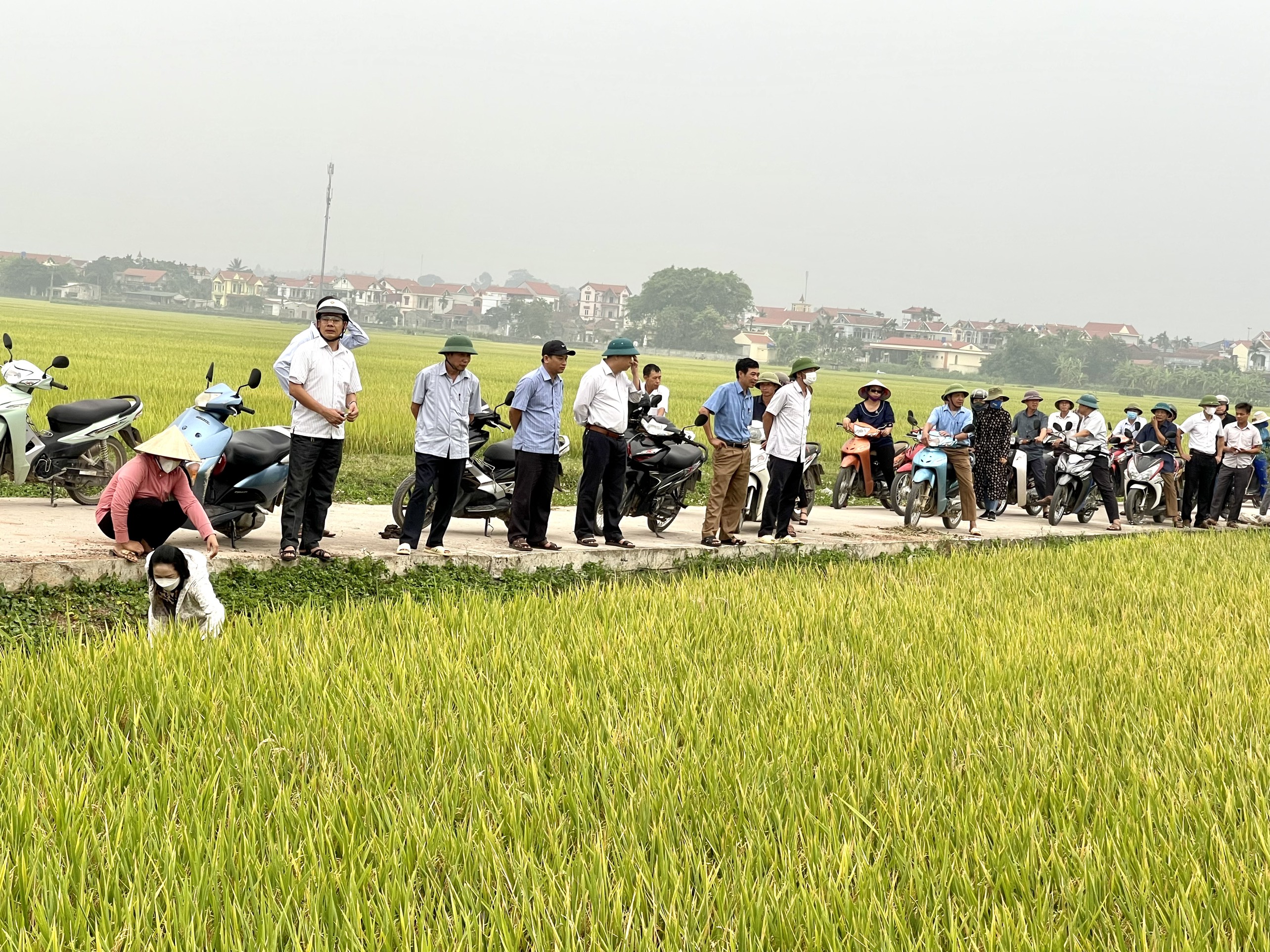 Xã Tòng Bạt tổ chức thăm đồng đánh giá năng suất lúa vụ Xuân năm 2023